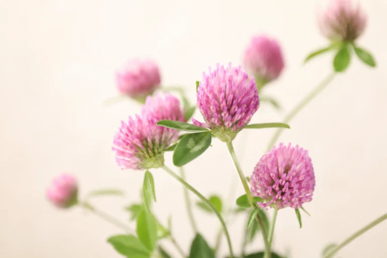 menopause relief natural